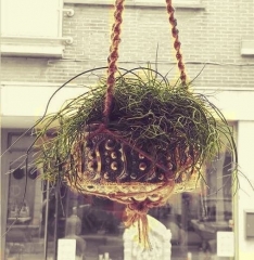 gallery/galerie_planten en bloemen